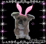 thazz not a doggy thaz a bunny