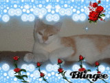 angie
