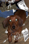 ganster dog