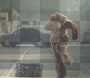 bear dance