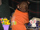 Hoppity Bill