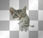 dancing kitty
