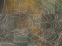 spider web