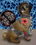 Punk Rock Pug