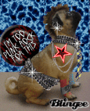 Punk Rock Pug