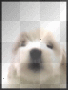 puppy lick