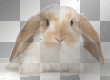 Real Bunny