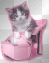 kitty cat