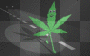 weed