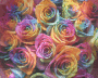 rainbow rose
