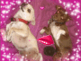 Doggys