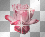 Red Rose