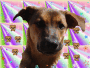 dingo