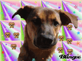dingo