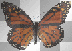 butterfly flutterby