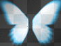 butterfly wings