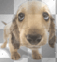puppyface