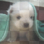 Cute Puppy!!! Cute Puppy!!!