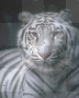 WIHTE TIGER