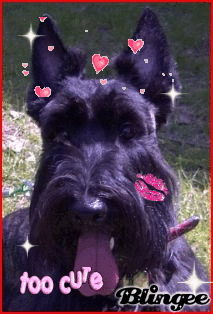 Mr Duffy McDuff