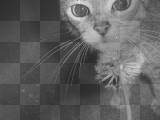 cute pixiebob kitten flower night dark friends love adorable cat kitten