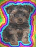Yorkshire Terrier Stamp