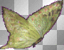 Rainbow Butterfly Rainbow Butterfly