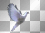 flying dove
