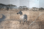 africa africa