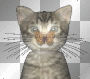 kittty