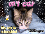 I <3 My Cat