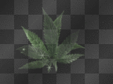 weed leaf spin