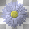 Beating Daisy