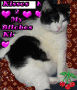 kitty