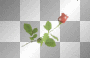 red rose 