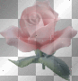 pink rose 