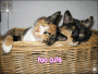 ma cats