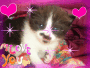 chat chat