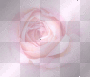 Pink Rose Pink Rose