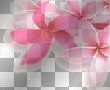 Pink Flowers