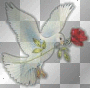 Dove