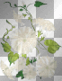White Flower