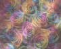 colorful roses