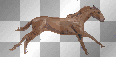 horse running