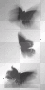Shadow Butterflies