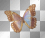 Butterfly Wings