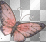 pink butterfly