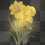 Daffodil
