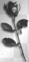 black rose