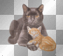 2 cats